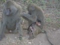 Baby Baboon in Lake Manyara NP